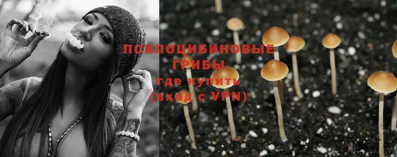 Галлюциногенные грибы MAGIC MUSHROOMS  где купить наркоту  Ногинск 